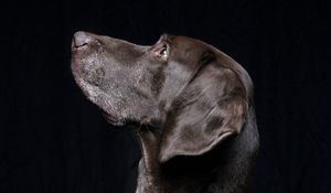 Preview wallpaper black labrador, labrador, dog, pet