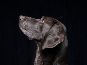 Preview wallpaper black labrador, labrador, dog, pet