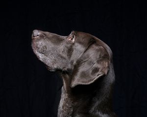 Preview wallpaper black labrador, labrador, dog, pet