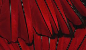 Preview wallpaper black, red, flower