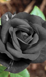 Preview wallpaper black rose, flower, bud