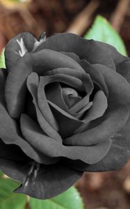 Preview wallpaper black rose, flower, bud