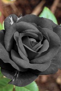 Preview wallpaper black rose, flower, bud