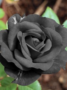 Preview wallpaper black rose, flower, bud