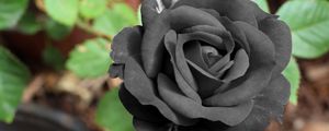 Preview wallpaper black rose, flower, bud