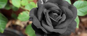 Preview wallpaper black rose, flower, bud