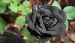 Preview wallpaper black rose, flower, bud