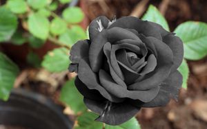 Preview wallpaper black rose, flower, bud