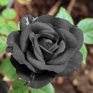 Preview wallpaper black rose, flower, bud