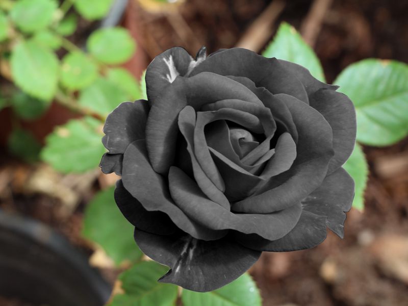 wallpapers of black roses