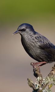 Preview wallpaper black starling, starling, bird, wildlife