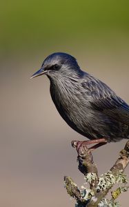 Preview wallpaper black starling, starling, bird, wildlife