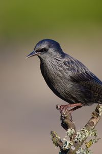 Preview wallpaper black starling, starling, bird, wildlife