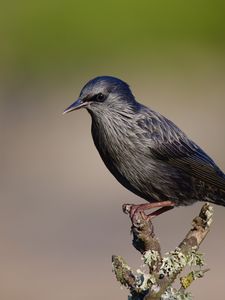 Preview wallpaper black starling, starling, bird, wildlife