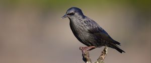 Preview wallpaper black starling, starling, bird, wildlife