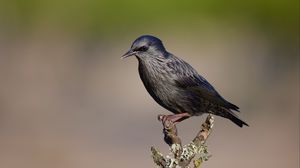 Preview wallpaper black starling, starling, bird, wildlife