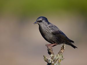 Preview wallpaper black starling, starling, bird, wildlife