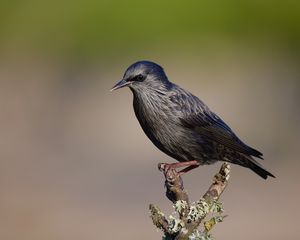 Preview wallpaper black starling, starling, bird, wildlife