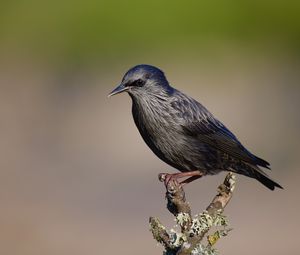 Preview wallpaper black starling, starling, bird, wildlife