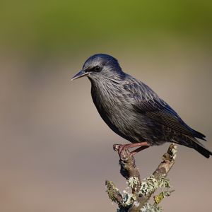 Preview wallpaper black starling, starling, bird, wildlife