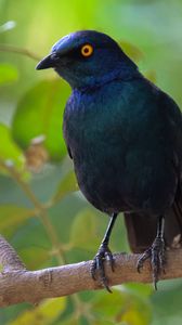 Preview wallpaper black starling, starling, bird, wildlife, black