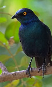 Preview wallpaper black starling, starling, bird, wildlife, black