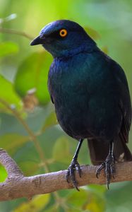 Preview wallpaper black starling, starling, bird, wildlife, black