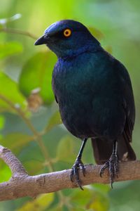 Preview wallpaper black starling, starling, bird, wildlife, black