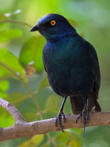 Preview wallpaper black starling, starling, bird, wildlife, black