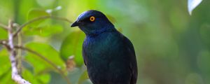 Preview wallpaper black starling, starling, bird, wildlife, black