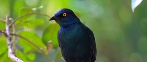 Preview wallpaper black starling, starling, bird, wildlife, black