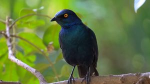 Preview wallpaper black starling, starling, bird, wildlife, black