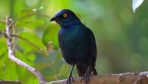 Preview wallpaper black starling, starling, bird, wildlife, black