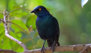 Preview wallpaper black starling, starling, bird, wildlife, black