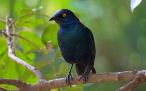 Preview wallpaper black starling, starling, bird, wildlife, black