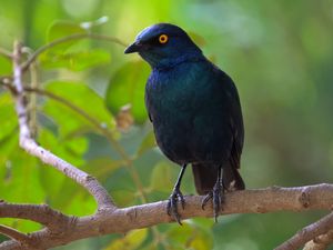 Preview wallpaper black starling, starling, bird, wildlife, black