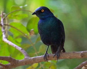 Preview wallpaper black starling, starling, bird, wildlife, black