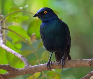 Preview wallpaper black starling, starling, bird, wildlife, black