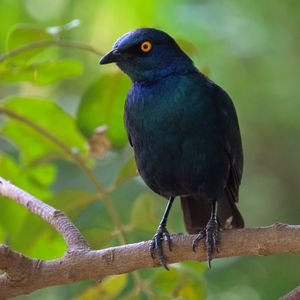 Preview wallpaper black starling, starling, bird, wildlife, black