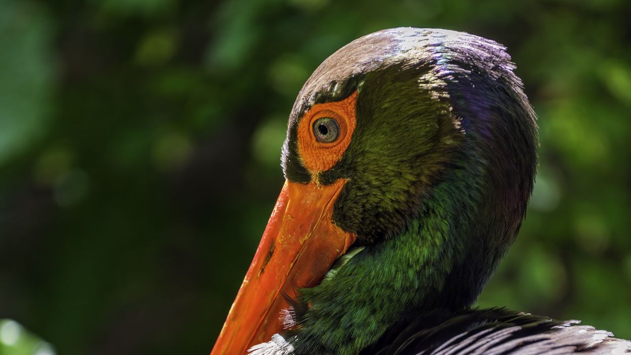 Wallpaper black stork, stork, bird, beak