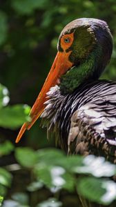 Preview wallpaper black stork, stork, bird, beak