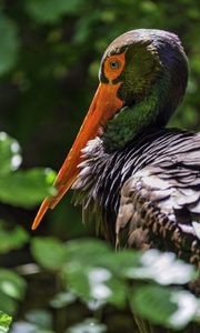 Preview wallpaper black stork, stork, bird, beak