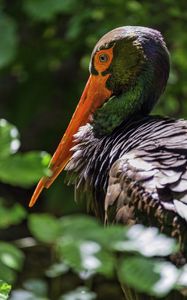 Preview wallpaper black stork, stork, bird, beak