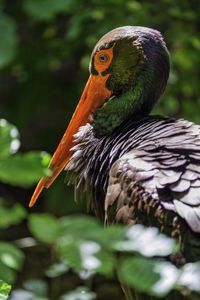 Preview wallpaper black stork, stork, bird, beak