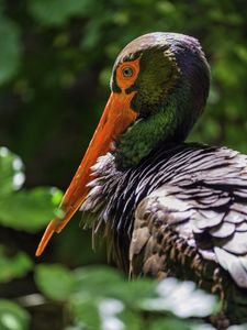 Preview wallpaper black stork, stork, bird, beak