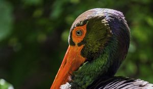 Preview wallpaper black stork, stork, bird, beak