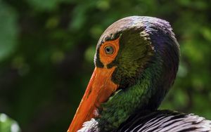 Preview wallpaper black stork, stork, bird, beak