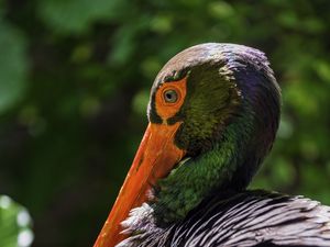 Preview wallpaper black stork, stork, bird, beak