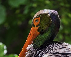 Preview wallpaper black stork, stork, bird, beak