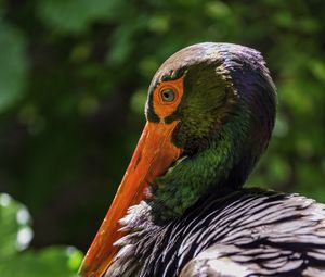 Preview wallpaper black stork, stork, bird, beak